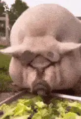 pig eating lettuce