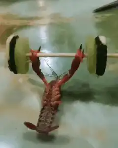 lobster lifting cucumber barbell