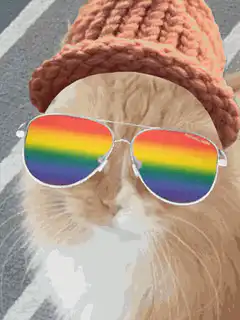 Cat in rainbow sunglasses