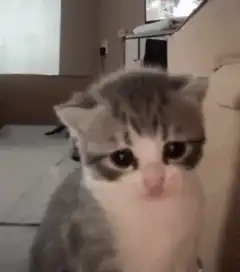 Kitten falls over backwards