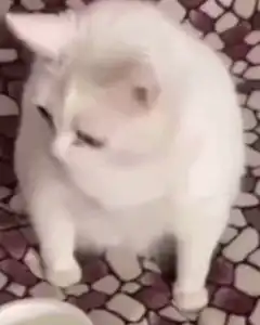 white cat licks lips