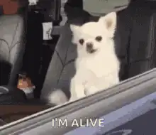 Two chihuahuas in a car window