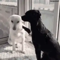 Black dog puts hat on white dog