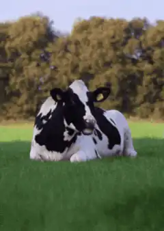 cow lying in grass
