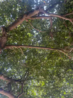 Looking up at tree branches and leaves