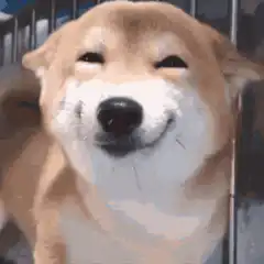 Smiling Shiba Inu Dog