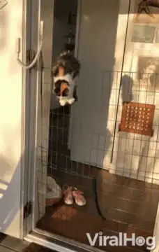 Cat falls through pet door