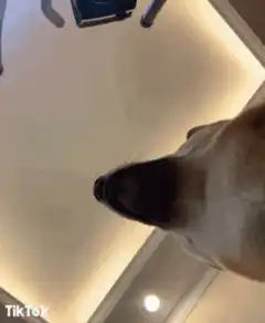 dog nose boop close up