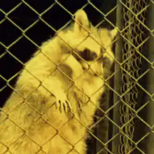 Raccoon behind chain link fence