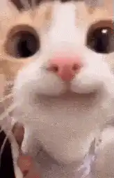 Close-up of a cute cat face