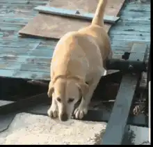 Dog falls through wooden floor