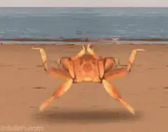 dancing crab on beach