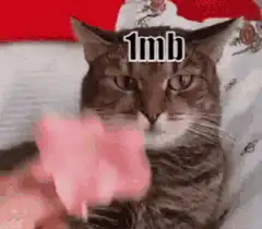 Cat gets hit with cotton candy 1mb 2mb