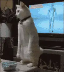 White cat dancing in front of TV