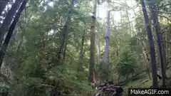 Tree exploding in forest