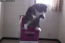 cat jumps out of box