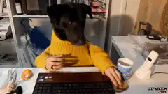 Dog in yellow sweater eating cookie at desk