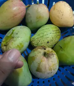 hand reaching for mangoes in blue basket