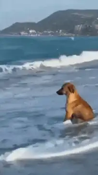 dog sitting on beach with waves