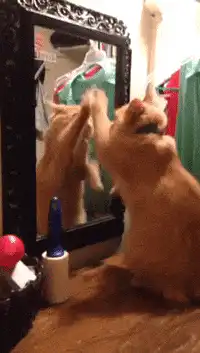 orange cat pawing at mirror