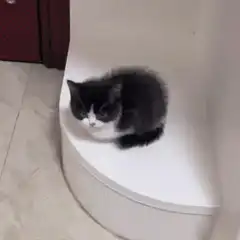 sleepy black and white kitten