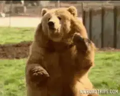 Bear waving paw