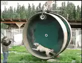 dog running in giant hamster wheel