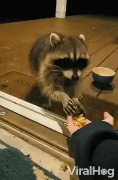 Raccoon eating from hand