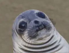 Cute seal looking up