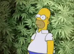 Homer Simpson hiding in marijuana plants