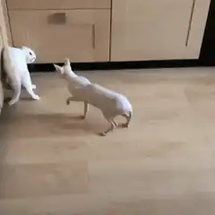 Sphynx cat fights white cat
