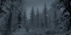 Snowy forest at night