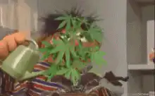 person watering a marijuana plant on their head