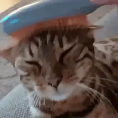 cat enjoying being brushed