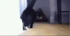 Cat falls over saying sup