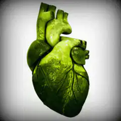 Green glowing anatomical heart