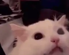 white cat screaming