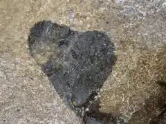 Heart-shaped rock in flowing water