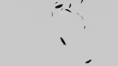 black feathers falling