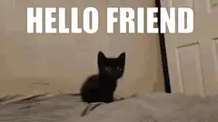 Hello Friend Black Kitten