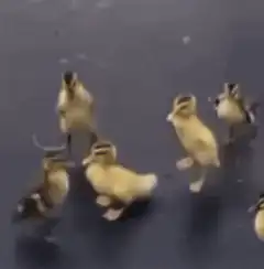Ducklings dancing on a table