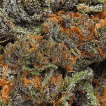 Close-up of cannabis buds with orange pistils