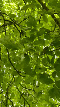 Sunlight through green leaves