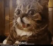 OMG Cat Reaction