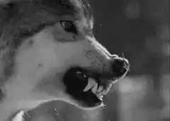 wolf snarling and growling
