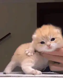Fluffy Orange Kitten Being Lifted