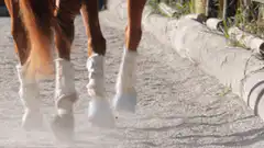 Horse legs walking on gravel