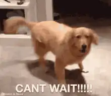Excited dog jumping with text cant wait