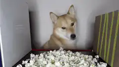 Shiba Inu Dog Watching Popcorn