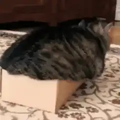 cat in a box